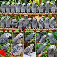 دنیای کاسکو وپرنده سرای امازون شروع‌قیمت از ۳۸تا۹۵