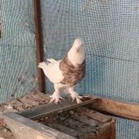 طوقی هفت رنگ|پرنده|اصفهان, حصه شمالی|دیوار