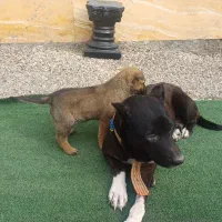 سگ ژرمن نر توله ۳ ماه