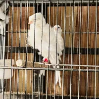 قناری فررنگهای متنوع سرحال آماده