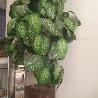 درخت مصنوعی|گل مصنوعی|خمینی‌شهر, |دیوار