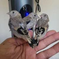 جوجه سهره سریلاکی متولد قفس پلاک پلم