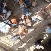 فروش 15عدد مرغ