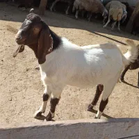 بز نز|حیوانات مزرعه|نمین, |دیوار