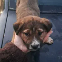 واگذاری سگ|سگ|تهران, ترمینال غرب|دیوار