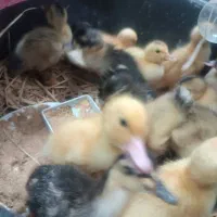 جوجه اردک|حیوانات مزرعه|آستارا, |دیوار