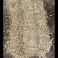 سرچین برنج کلوش