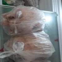 غاز محلی پاک کرده و آماده|حیوانات مزرعه|آستانه سرا, |دیوار