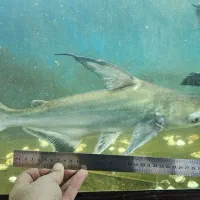 کوسه- ماهی پنکوسی