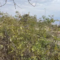 ریشه گردو|خدمات باغبانی و درختکاری|بانه, |دیوار