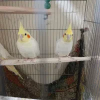 عروس هلندی بالغ و مولد