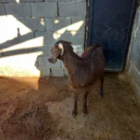 با سلام یک رس بز جوان دو  دندان آبستن