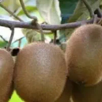 نیروی ناظر بر خط سورت کیوی
