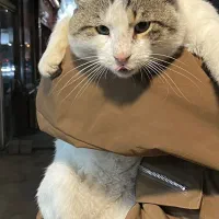 واگذاری گربه|گربه|سرخرود, |دیوار