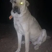 سگ گله نر، پژدر، کردی، عراقی|سگ|رشت, لاکان|دیوار