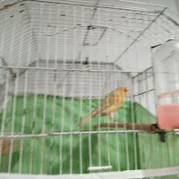 قناری شتری|پرنده|شیراز, چشمه سید صفری|دیوار