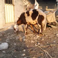 گوسفندقوچ پلنگی اصل|حیوانات مزرعه|سرخنکلاته, |دیوار