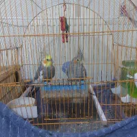 یک جفت عروس هلندی