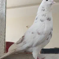 کبوتر اصیل نر|پرنده|کرج, برغان|دیوار