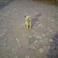 سگ پاپی لوس|سگ|فولادشهر, فولادشهر|دیوار