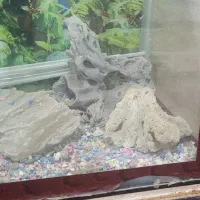 مرجان آکواریومی|ماهی|وحیدیه, |دیوار