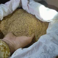 کنجد درجه یک، قیمت ۴۵۰