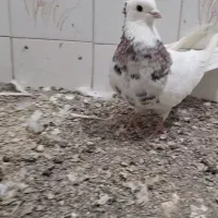 طوقی ماده هفرنگ تمیز