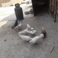 کبوتر|پرنده|بومهن, |دیوار