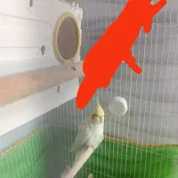 یک عدد عروس هلندی لوتینو ماده|پرنده|قزوین, |دیوار