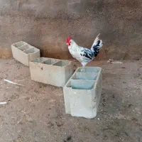 مرغ و واروک خروس سالم وسرحال|حیوانات مزرعه|گتوند, |دیوار