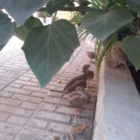 جوجه بلدرچین گمشده