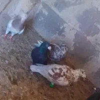 دانه 200|پرنده|بوژگان, |دیوار