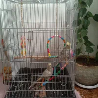 عروس هلندی ۴ ماه جفت