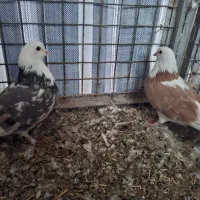 سرور|پرنده|ماکو, |دیوار