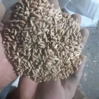 گندم دیم آذر ۲ بوجاری