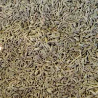 فروش زیره سبز|عمده‌فروشی|نیشابور, شهرک اندیشه|دیوار