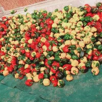 واگذاری گلخانه در خوزستان شهرستان شوش دانیال