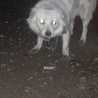 فروش سگ ارام