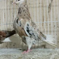 هفت‌رنگ دم سفید زاغ دم‌سفید|پرنده|مشهد, اقبال|دیوار