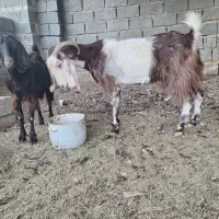 بز نژدی|حیوانات مزرعه|هندیجان, |دیوار