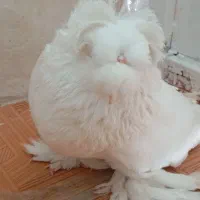 کفتر