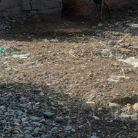 سگ مالینویز گیرنده شناسنامه داره همچی اوکی