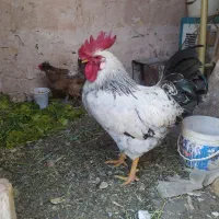 خروس|حیوانات مزرعه|اصفهان, گلستان|دیوار