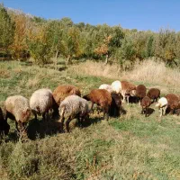 تعداد ۷عدد شیشک افشار|حیوانات مزرعه|پادنا علیا, |دیوار