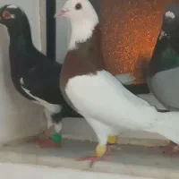 دورگ