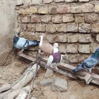 پرنده|پرنده|صابری, |دیوار