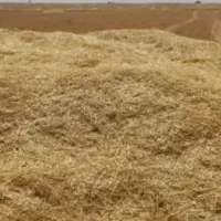 کاه کلش ساقه برنج. رایگان