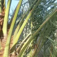 فروش پاجوش نخل خاصویی