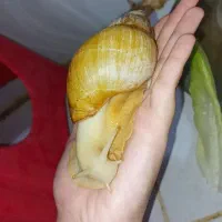 حلزون آلبینو