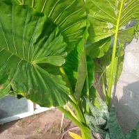 گل سانسورها و بابا ادم|گل و گیاه طبیعی|رشت, جانبازان|دیوار